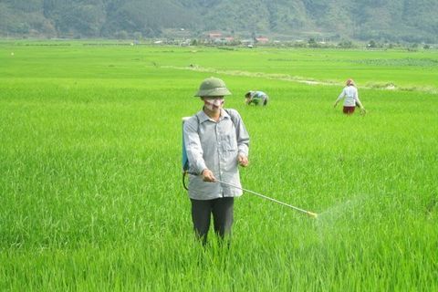 Tăng cường phòng chống sinh vật gây hại cây trồng vụ Đông Xuân, Xuân Hè năm 2020