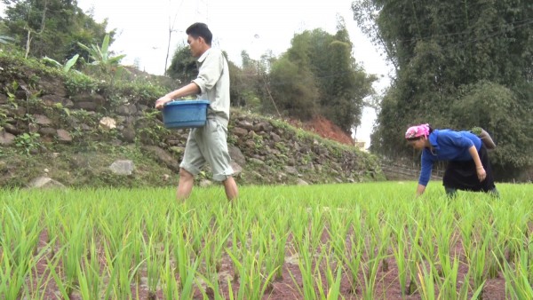 Mường Kim chú trọng đưa lúa chất lượng cao vào gieo trồng