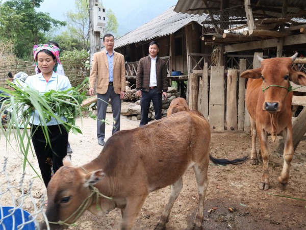Xã Tà Mung chú trọng phát triển đàn gia súc